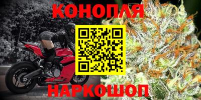 крисы Кингисепп